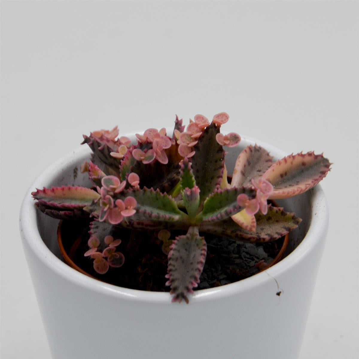 Kalanchoe Pink Butterfly - 5,5cm