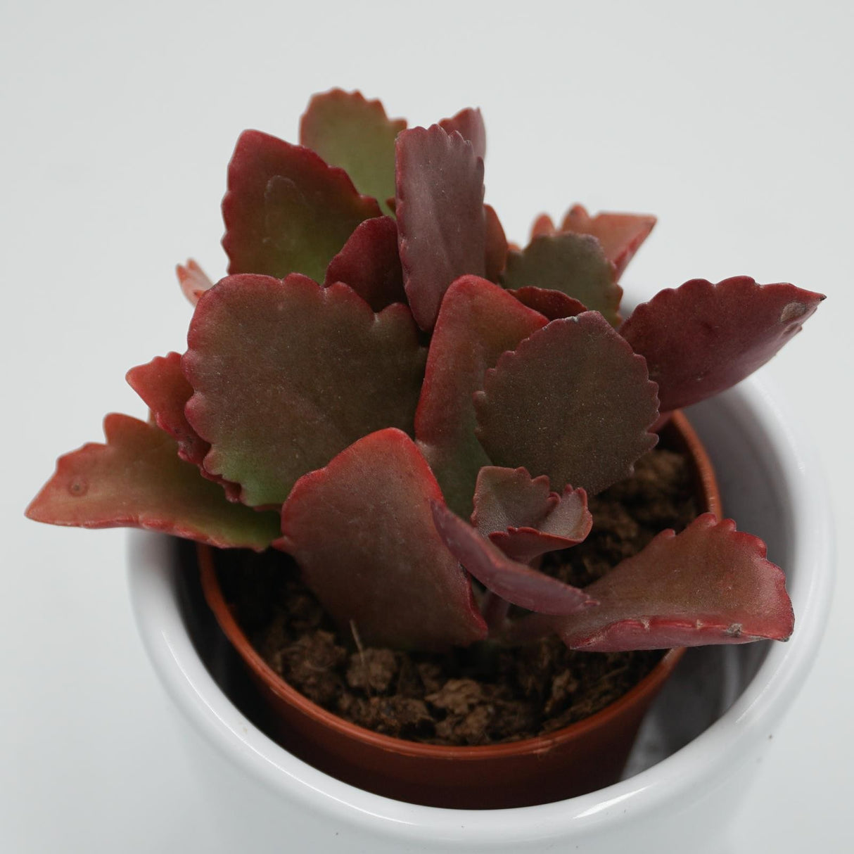 Kalanchoe rubinea - 5,5cm