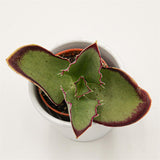 Kalanchoe synsepala - 5,5cm