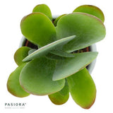 Konnichiwa Kalanchoe, 5 Stück