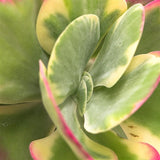 Kalanchoe thyrsiflora Rainbow - 17cm