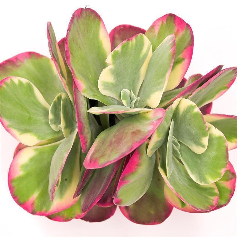 Kalanchoe thyrsiflora Rainbow - 17cm