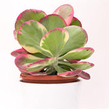 Kalanchoe thyrsiflora Rainbow - 17cm