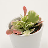 Kalanchoe thyrsiflora Rainbow - 6cm