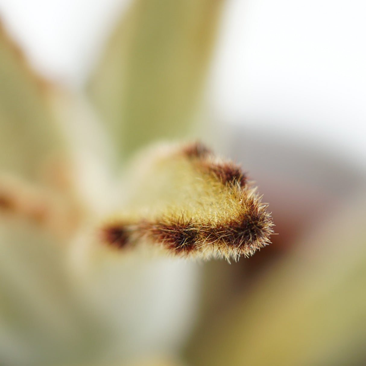 Kalanchoe tomentosa Chocolate Soldier - 9cm