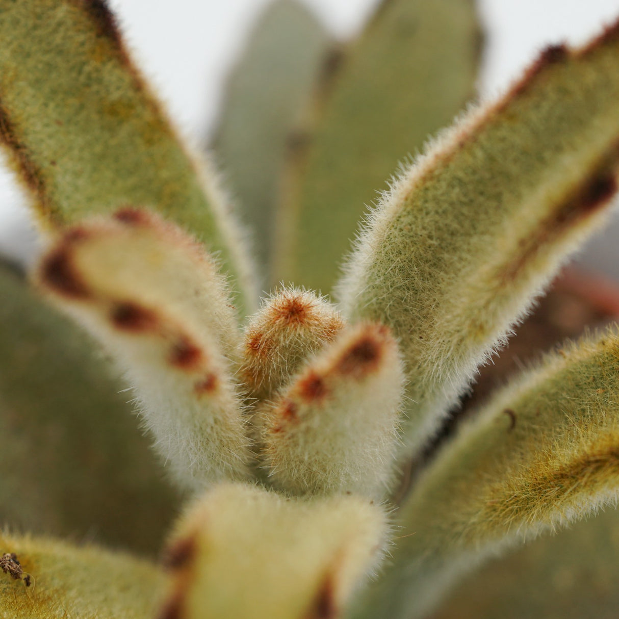 Kalanchoe tomentosa Chocolate Soldier - 9cm