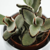 Kalanchoe tomentosa Jumbo - 8,5cm