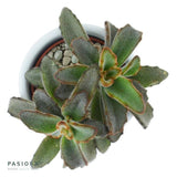 Konnichiwa Kalanchoe, 5 Stück