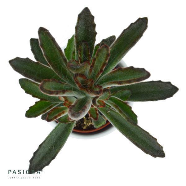 Kalanchoe tomentosa Rubra - 6cm