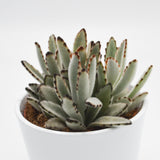 Kalanchoe tomentosa - 10,5cm