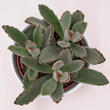 Kalanchoe tomentosa - 10,5cm