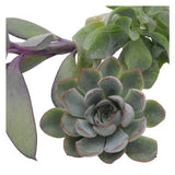 Kopfstecklinge, 3 Stück