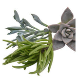 Kopfstecklinge, 3 Stück