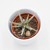 Leuchtenbergia principis (Agaven-Kaktus) - 5,5cm