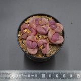 Lithops optica Rubra