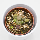 Lithops ssp. - 8,5cm