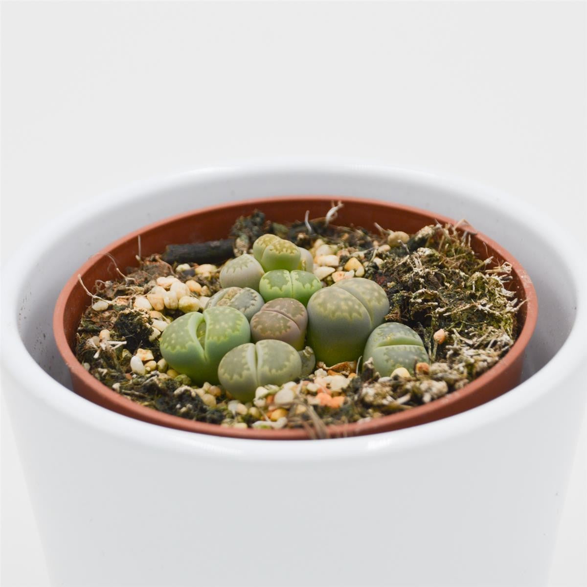 Lithops ssp. - 8,5cm