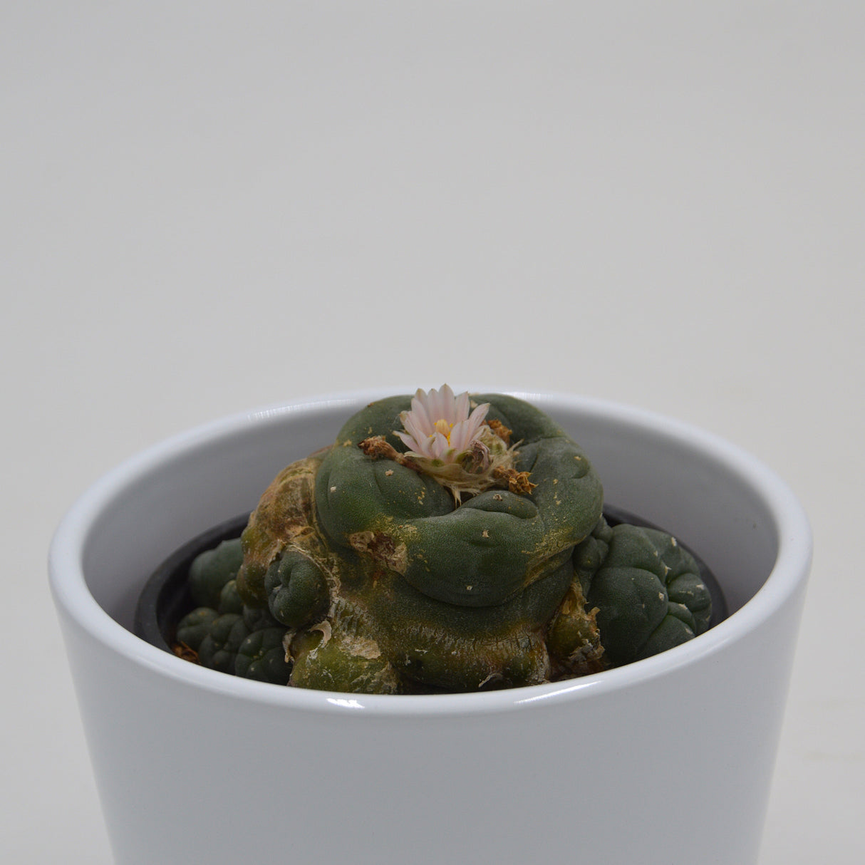 Lophophora williamsii Cluster (Peyote Kaktus) - 8,5cm