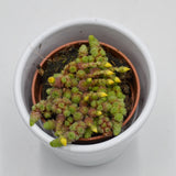 Monanthes muralis - 5,5cm