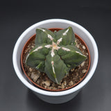 Astrophytum myriostigma f. nuda f. monstrose - 10,5cm