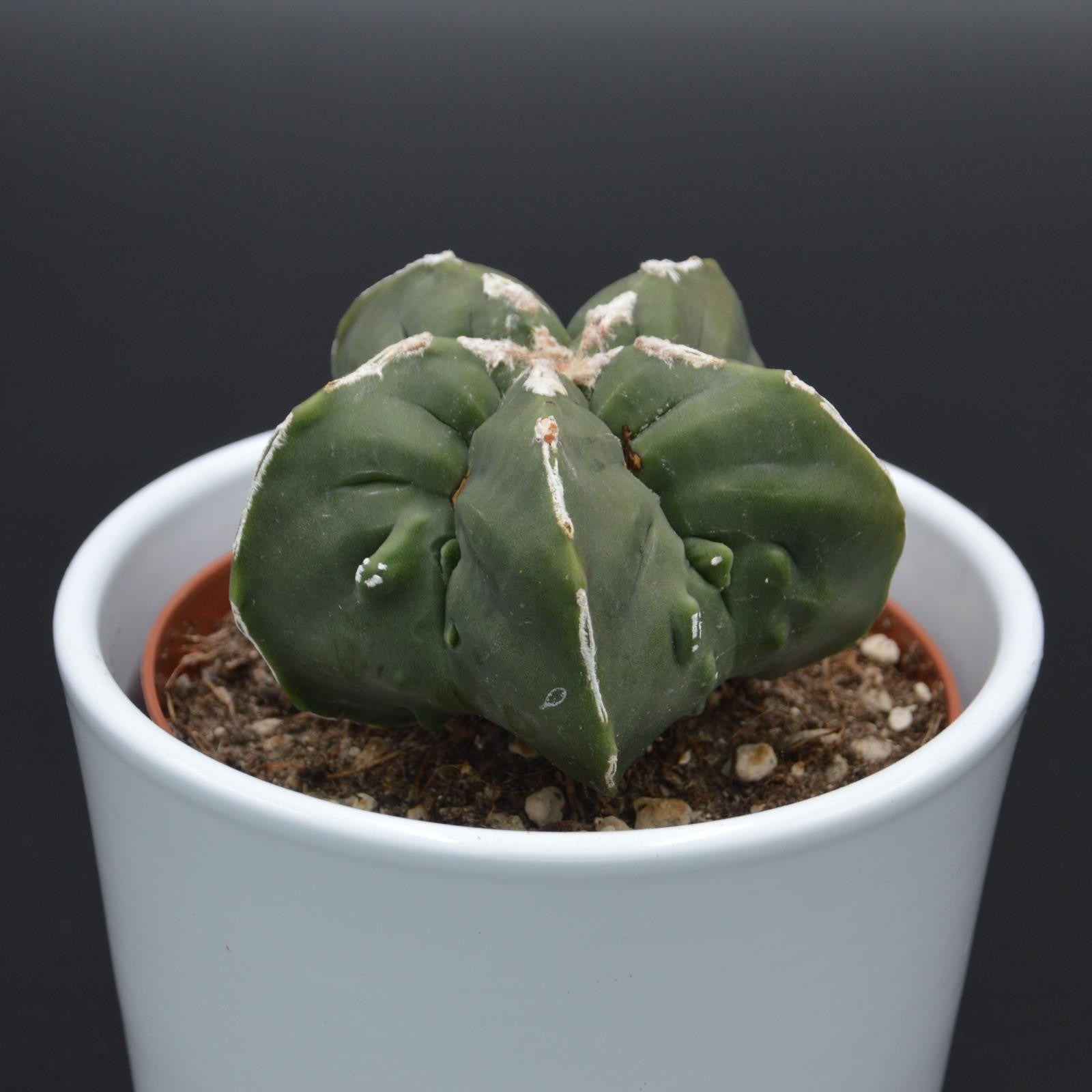 Astrophytum myriostigma f. nuda f. monstrose