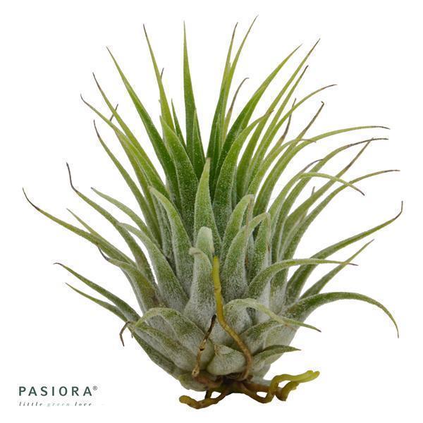 Tillandsia ionantha var. ionantha