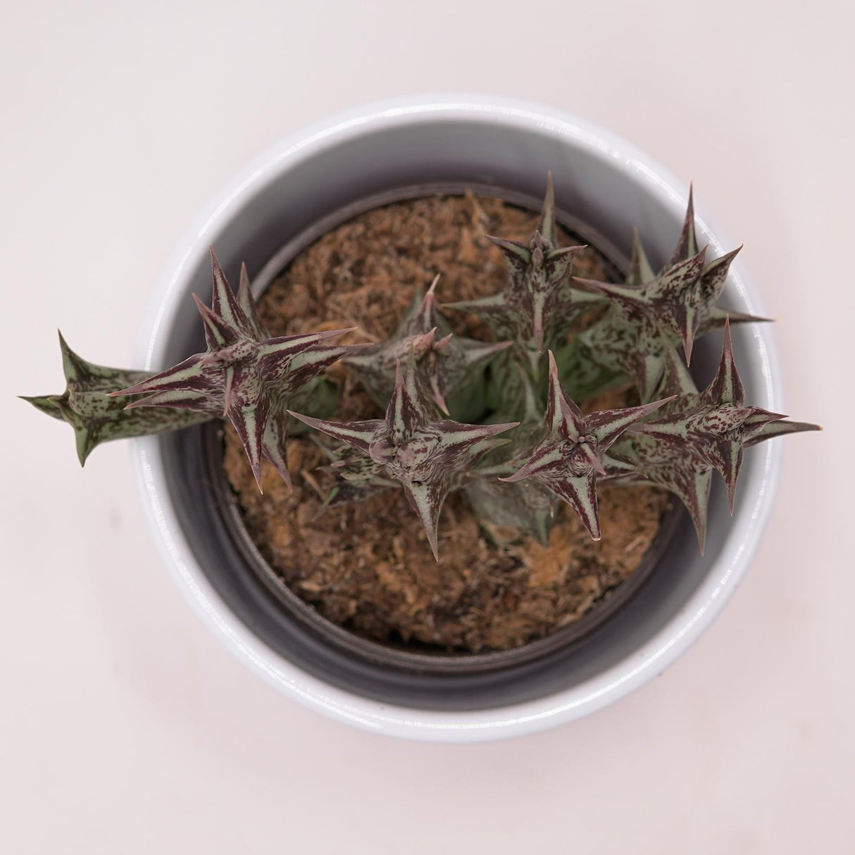 Orbea decaisneana subs. hesperidum - 8cm