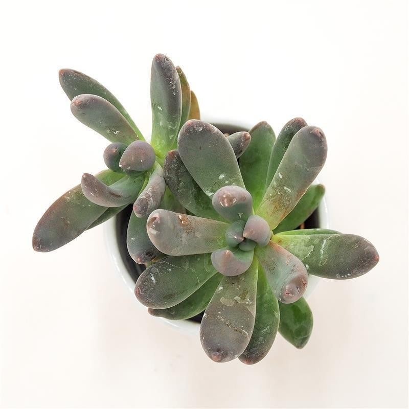 x Pachyveria Blue Mist - 5,5cm