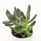 x Pachyveria Blue Mist - 5,5cm