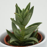 Crassula capitella Sharktooth - 5,5cm