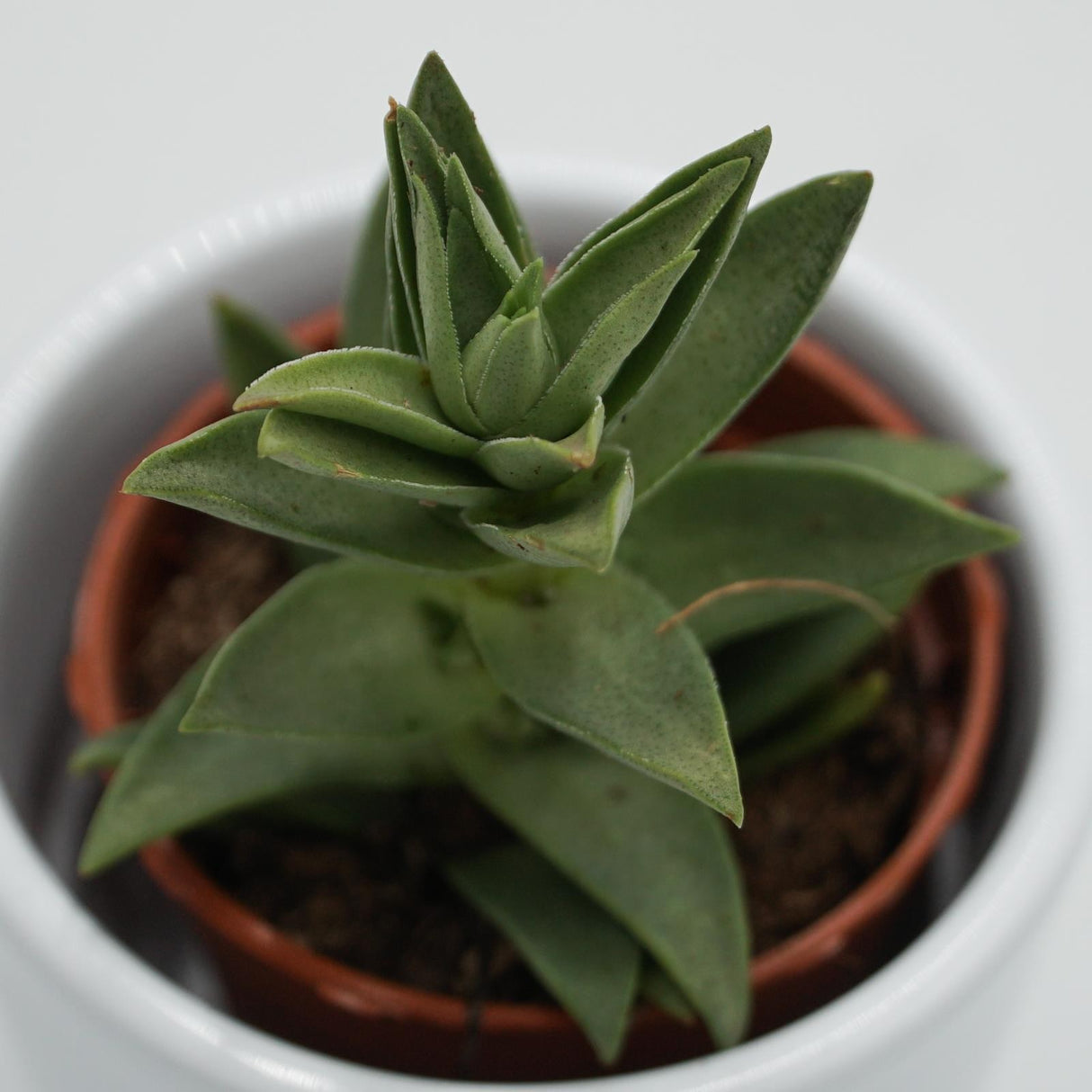Crassula capitella Sharktooth - 5,5cm