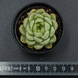 Echeveria Malgan x Queen