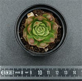 Echeveria longissima var. Bumps