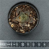 Haworthia mutica f. variegata