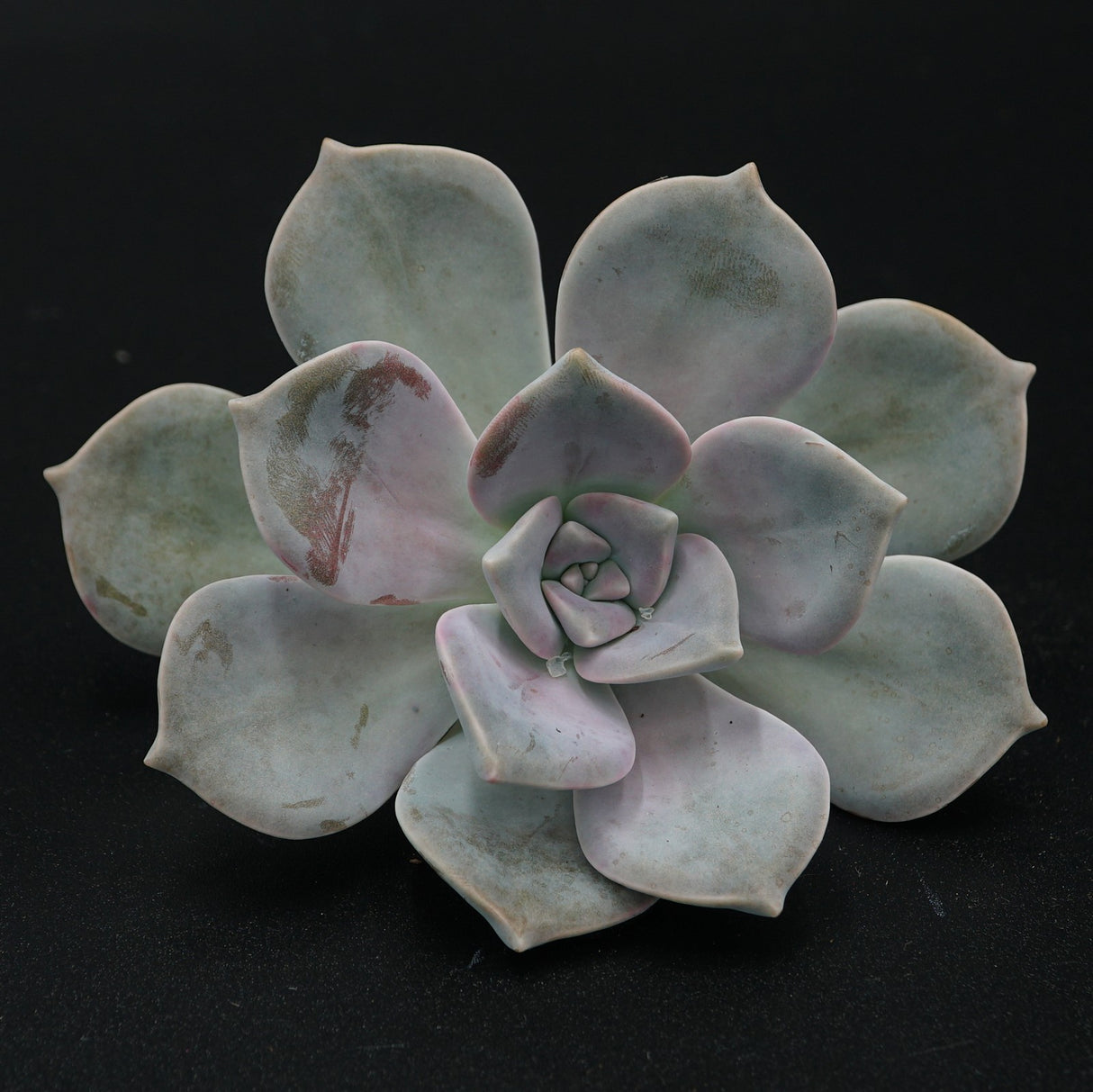 Graptopetalum Steckling