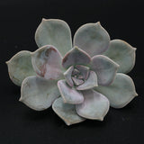 Graptopetalum Steckling