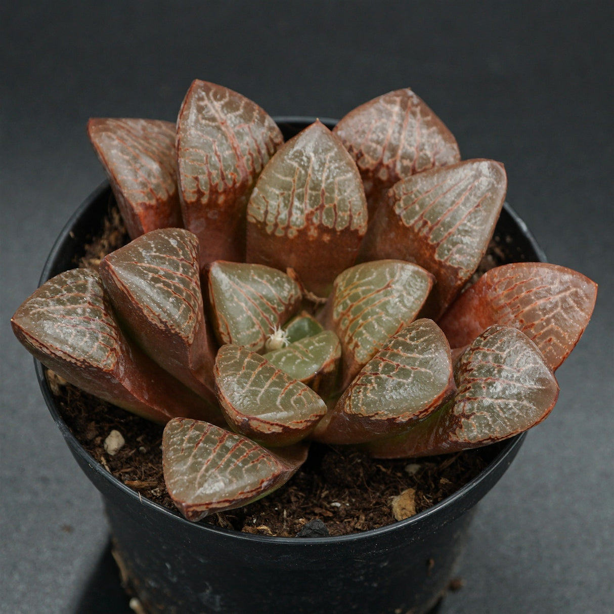 Haworthia Wahua