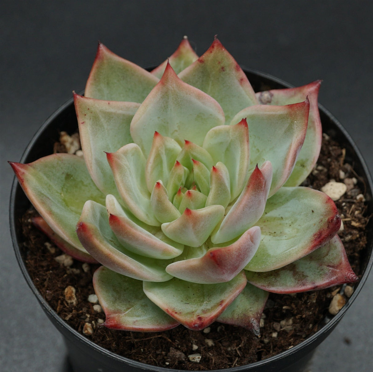 Echeveria Jade Star