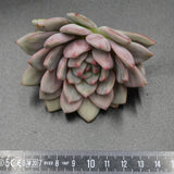 Echeveria Ariel Steckling