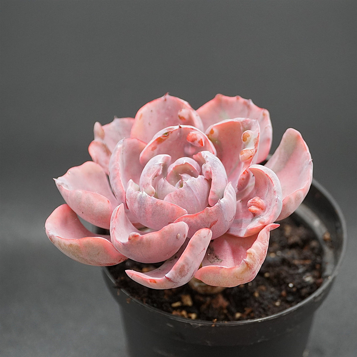 Echeveria Beyonce Rainbow f. variegata