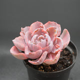 Echeveria Beyonce Rainbow f. variegata