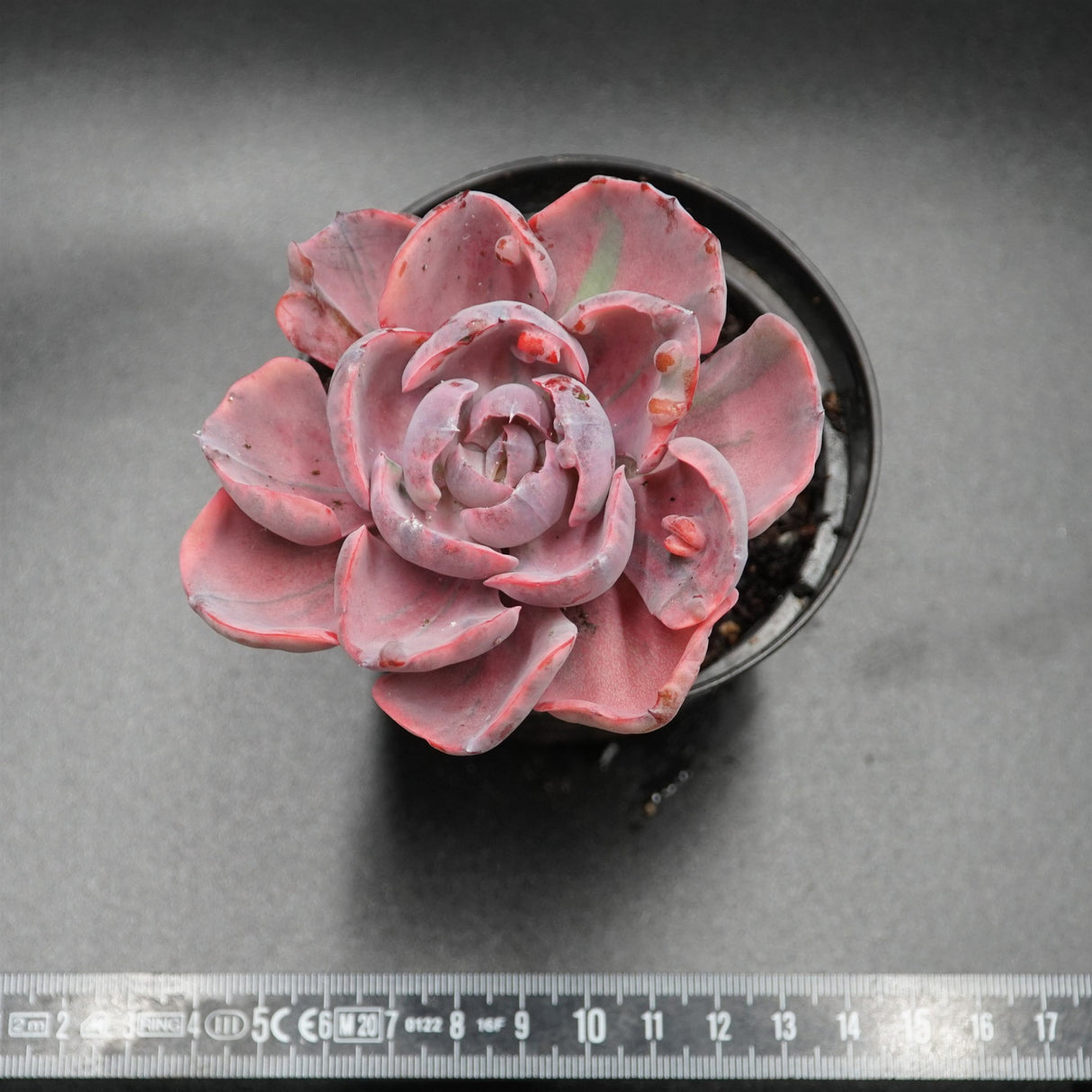 Echeveria Beyonce Rainbow f. variegata