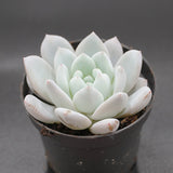 Echeveria Sugar Heart