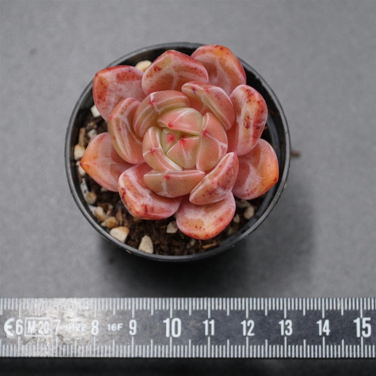 Echeveria Queen Orange