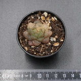 Haworthia Plastic Leather f. variegata