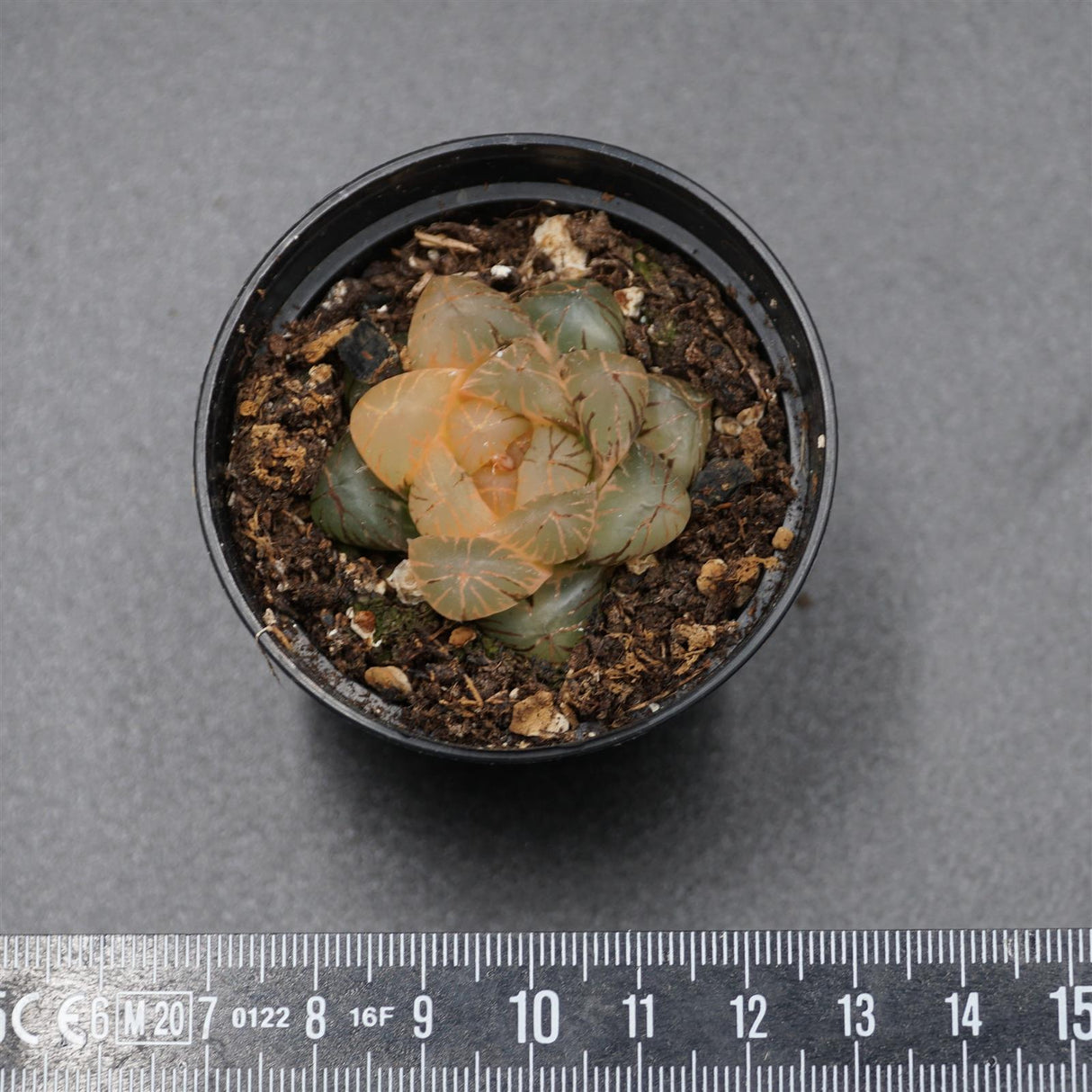 Haworthia obtusa f. variegata