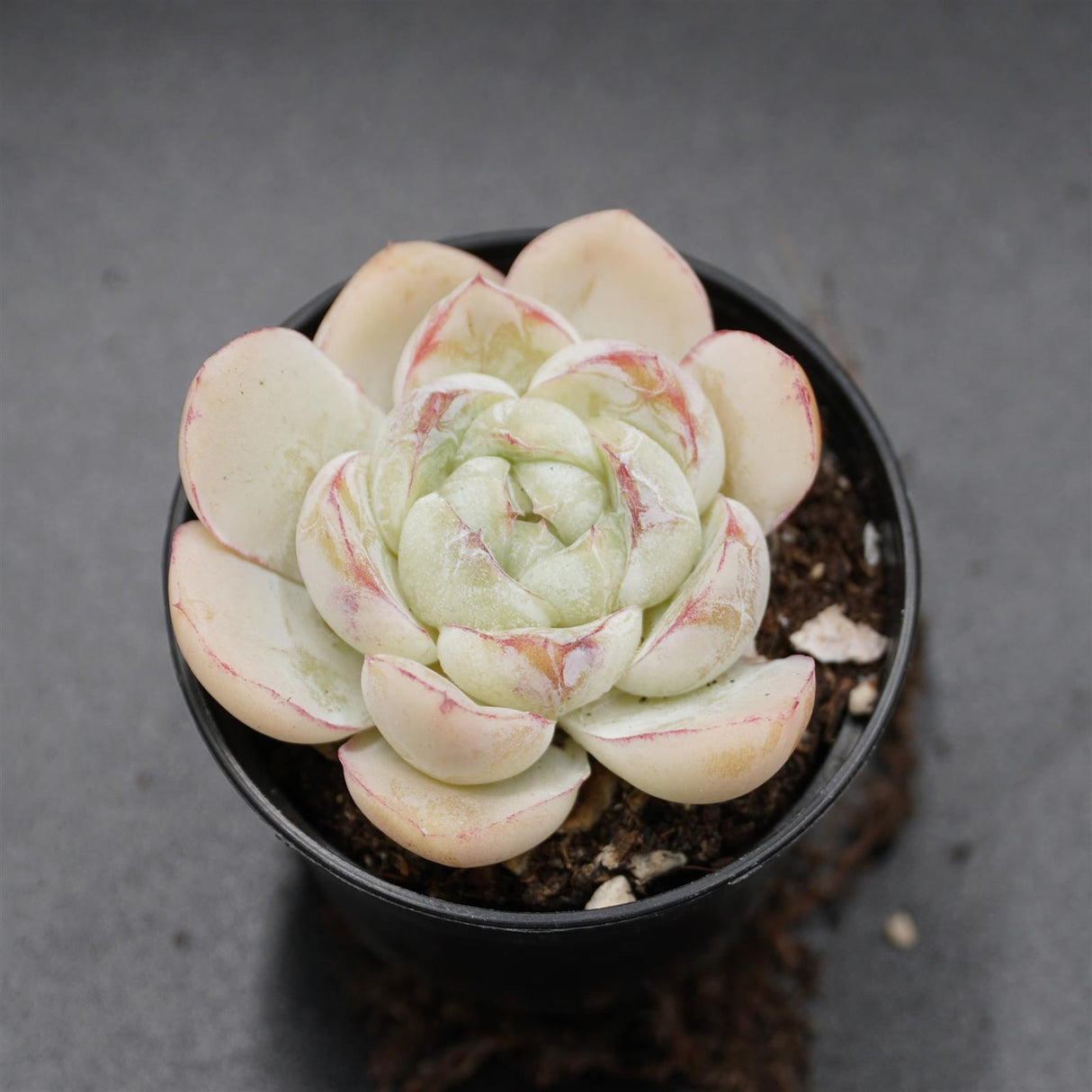Echeveria Fat Tiger