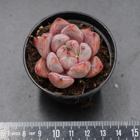 Echeveria Wedding Ring