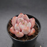 Echeveria Wedding Ring