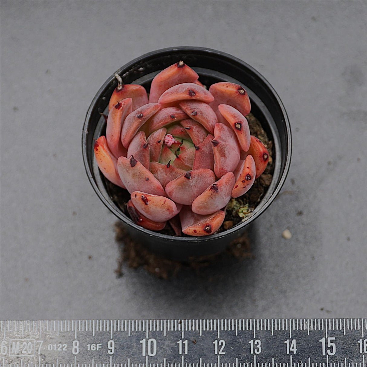 Echeveria Purple Iris